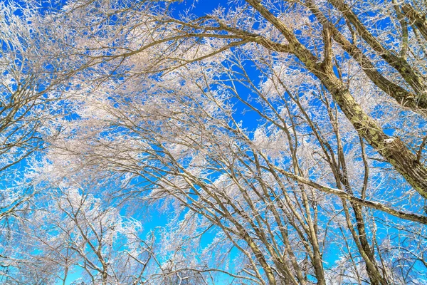 Árvores congeladas no inverno com céu azul — Fotografia de Stock