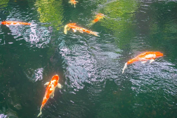 五颜六色的锦鲤鱼儿在水中游泳 . — 图库照片