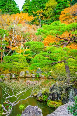 Nehirli sonbahar ormanı