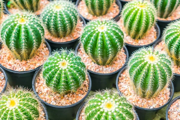 Krásný malý kaktus pole . — Stock fotografie