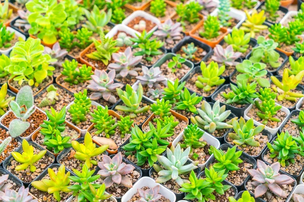 Красивое маленькое кактусное поле  . — стоковое фото