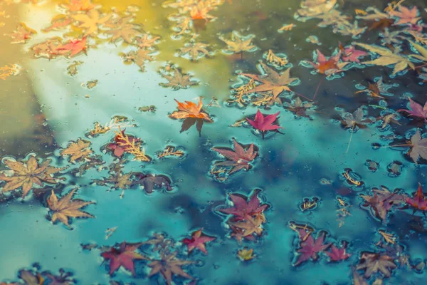 Folha de bordo de outono colorido na água (proces imagem filtrada — Fotografia de Stock