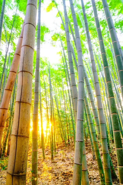 Бамбуковый лес с солнечным утром — стоковое фото