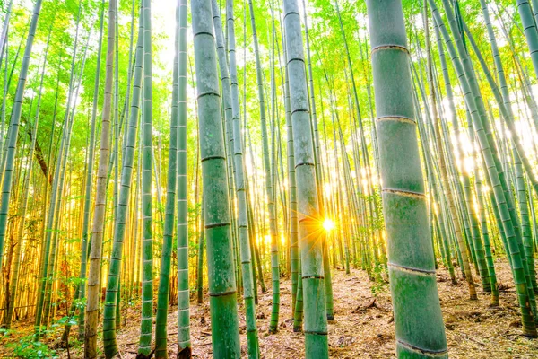 Forêt de bambous avec ensoleillé le matin — Photo