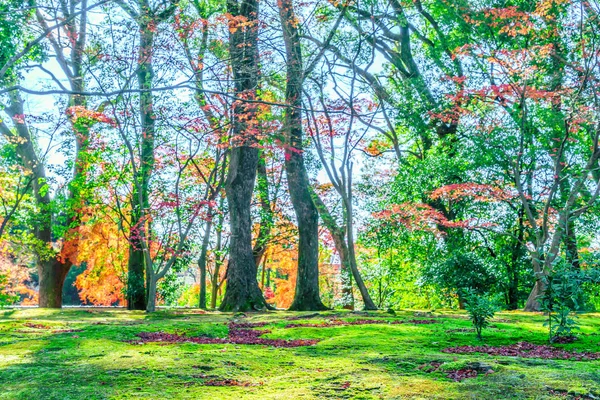 Belle foglie autunnali colorate — Foto Stock