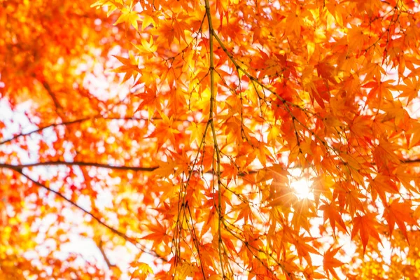 Gyönyörű színes őszi levelek — Stock Fotó