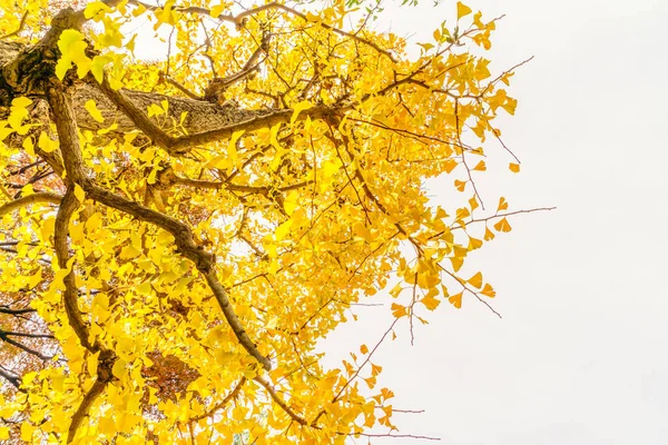Krásné Barevné Podzimní Listí Pozadí Přírody — Stock fotografie