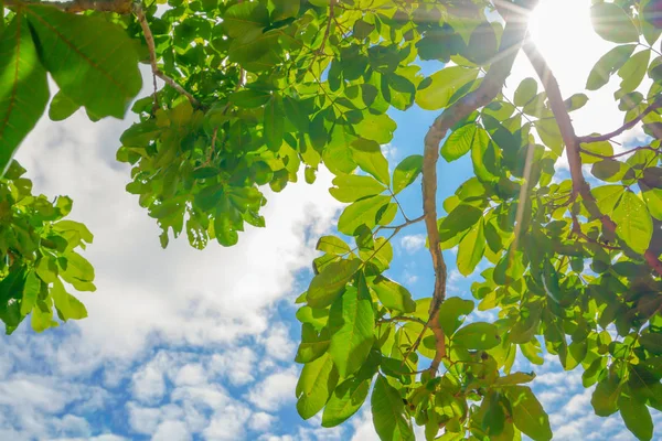 Красивые Ветки Деревьев Голубом Небе Природа — стоковое фото