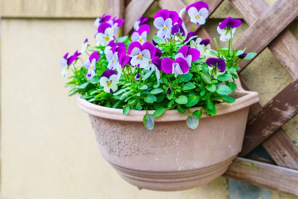 Beautiful Purple Flower Nature Background — Stock Photo, Image