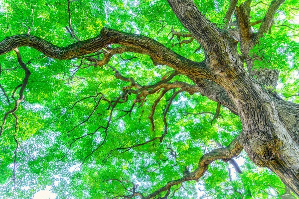 Bos Bomen Achtergrond Van Natuur — Stockfoto