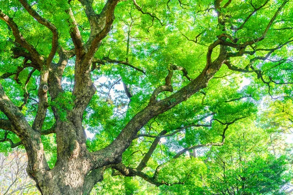 Bos Bomen Achtergrond Van Natuur — Stockfoto