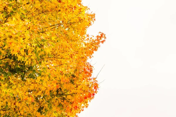 Schöne bunte Herbstblätter — Stockfoto