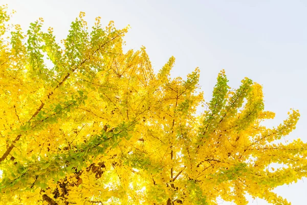 Красивые цветные осенние листья — стоковое фото