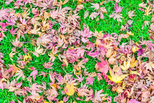 Red Yellow autumn maple leaves on fresh spring green grass — Stock Photo, Image