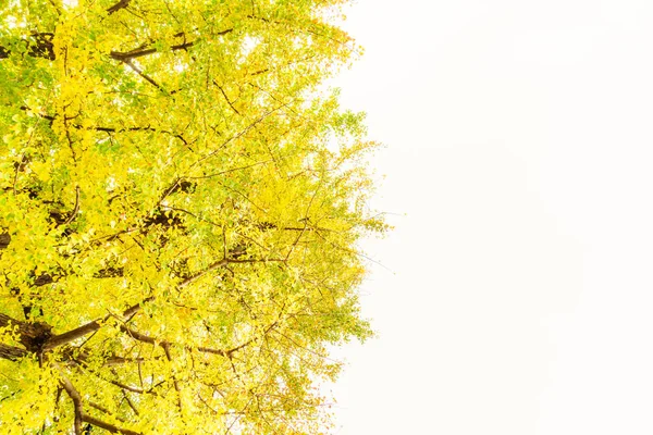 Belle foglie autunnali colorate — Foto Stock