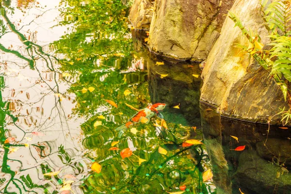 反射秋赤葉と庭の鯉 — ストック写真
