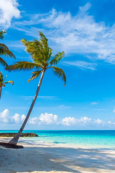 Güzel tropikal Maldivler Island, beyaz kumlu plaj ve deniz w