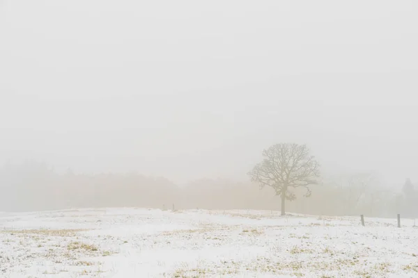 在雪上冬季景观树 — 图库照片