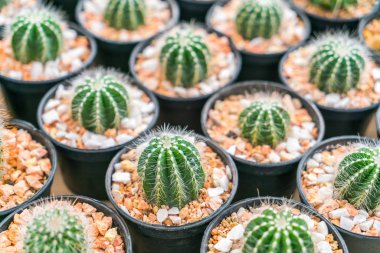 Güzel küçük kaktüs alan .