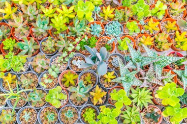 Güzel küçük kaktüs alan .