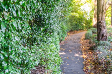 Ormanda. Doğa arkaplanı.