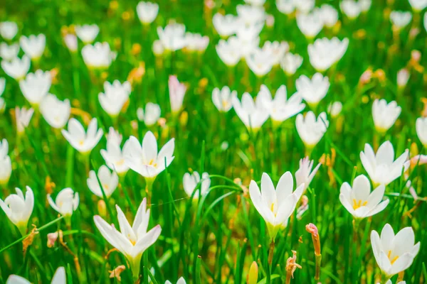 Szép fehér csokor virág, zöld fű háttér . — Stock Fotó