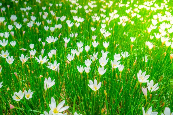 Hermosas flores ramo blanco sobre fondo de hierba verde  . — Foto de Stock