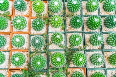 Güzel küçük kaktüs alan .