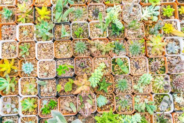 Güzel küçük kaktüs alan .