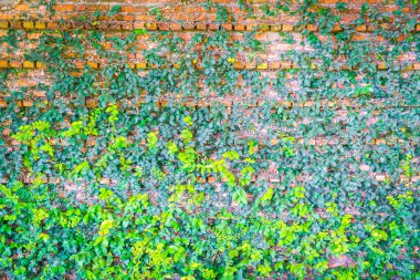 Yeşil sarmaşık kaplı tuğla duvar .