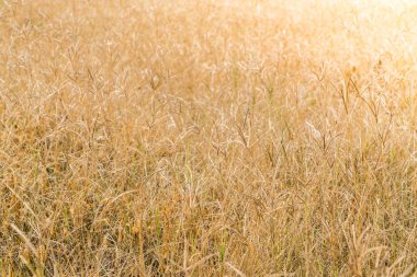 Kuru çim tarlası. Doğa arkaplanı.