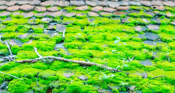 緑の木の屋根のコケ . — ストック写真