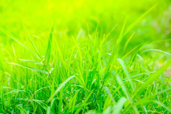 Imagen de cerca de la hierba verde de primavera fresca . —  Fotos de Stock