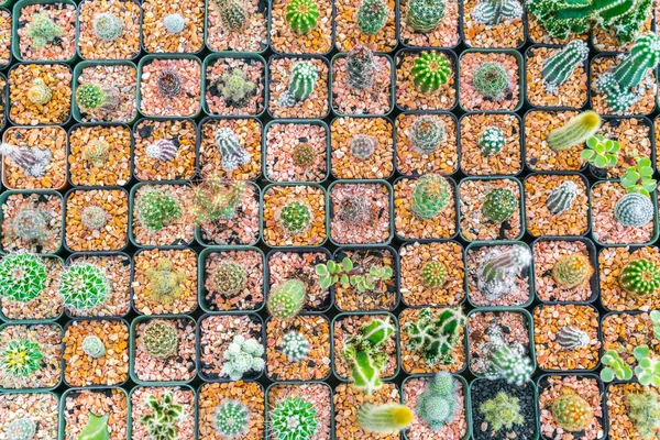 Beautiful small cactus field . — Stock Photo, Image