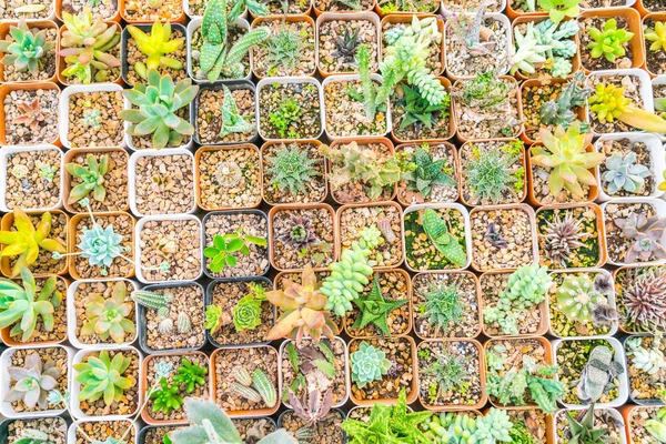 Güzel küçük kaktüs alan .