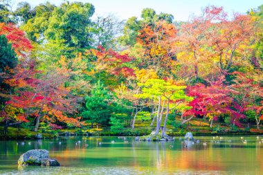 Nehirli sonbahar ormanı