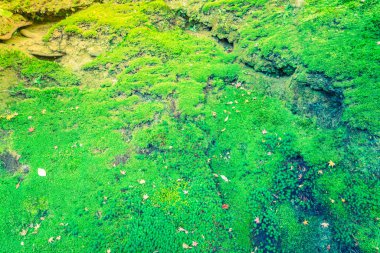 Taze bahar yeşil yosun (filtre uygulanmış görüntü işlenen vintage effe