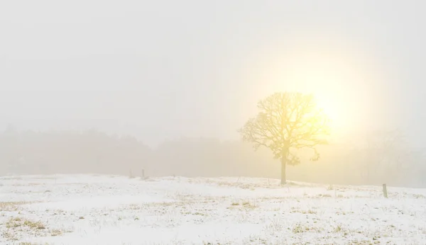 Invierno Árboles de paisaje en la nieve —  Fotos de Stock