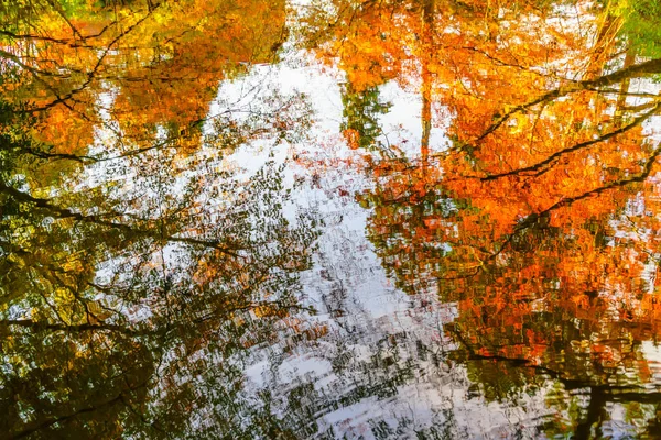 Kolorowe jesienne drzewa odbite w wodzie — Zdjęcie stockowe