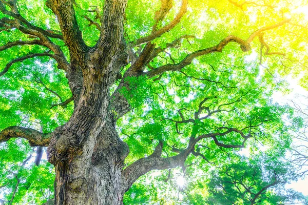 Δασικά Δέντρα Φύση Φόντο — Φωτογραφία Αρχείου
