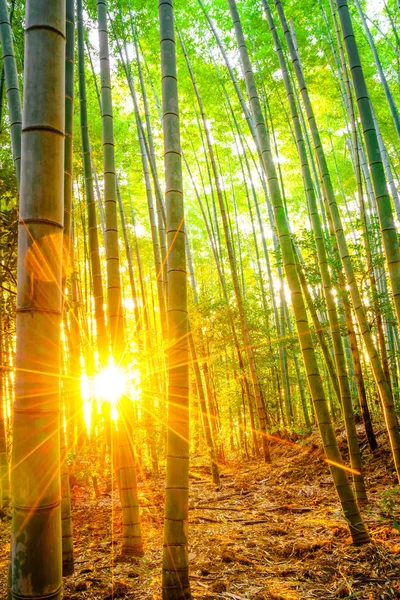 Bamboo forest with sunny in morning — Stock Photo, Image