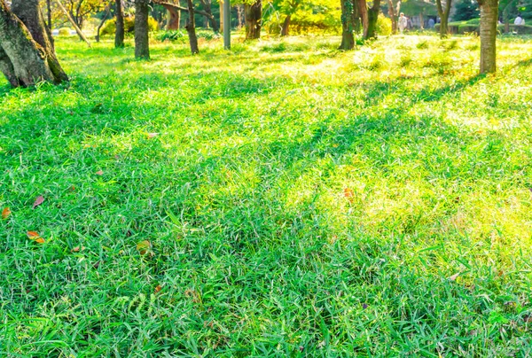 Primavera fresca grama verde — Fotografia de Stock