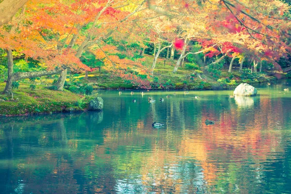 Podzimní les s řekou (filtrováno obraz zpracován vintage effe — Stock fotografie