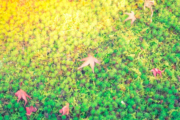 Vermelho amarelo outono folhas de bordo na primavera fresca grama verde — Fotografia de Stock