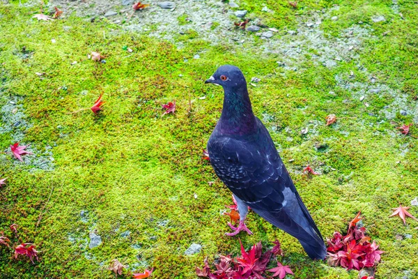 Pigeon on the grass. — Stock Photo, Image