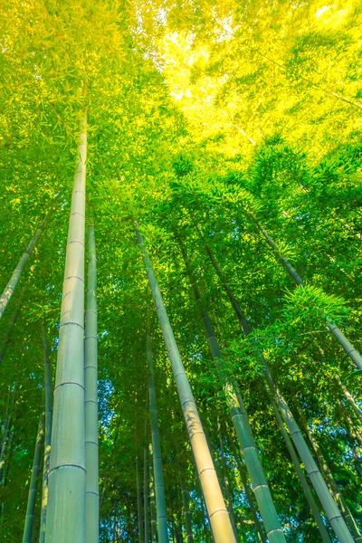 Forêt de bambous (Image filtrée traitée effet vintage . ) — Photo