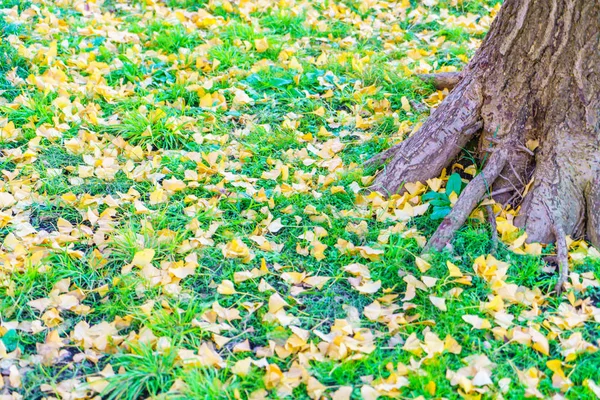 Folhas de outono amarelas na grama verde fresca da primavera — Fotografia de Stock