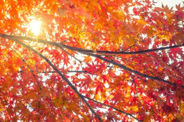 Güzel renkli sonbahar yaprakları