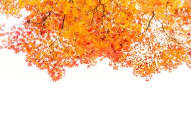 Güzel renkli sonbahar yaprakları