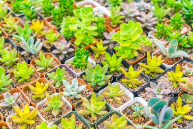 Güzel küçük kaktüs alan .